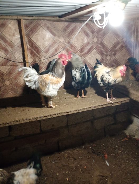 Атеш сатылады.          .