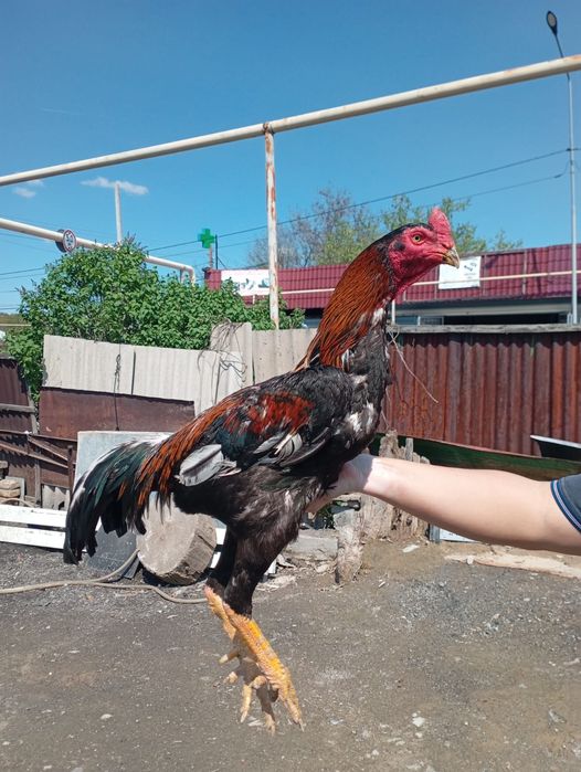 Дакан нннннннннннн