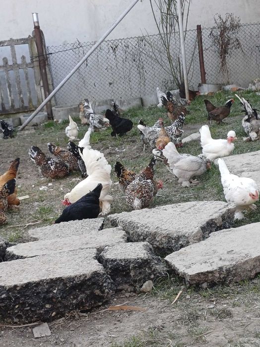 Vand oua pitica  mii de flori si motate