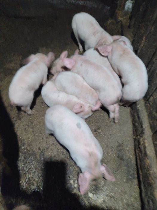 Продам месячных поросят
