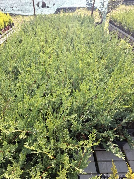 Producator vand Chiparos Leylandii 40-50  cm la P9