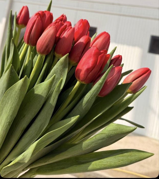 Тюльпаны из парника