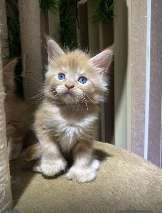 Котята мейн кун в Астане