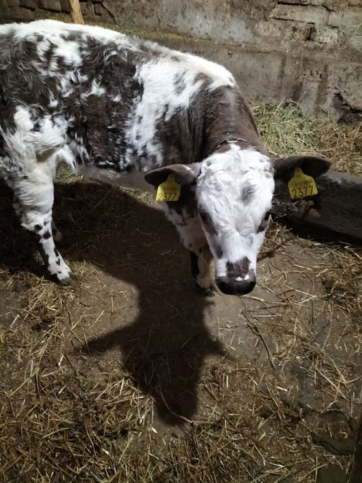 Vând vitea belgiana