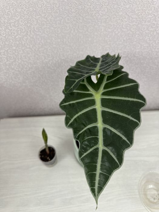 Продам детку алаказии поли