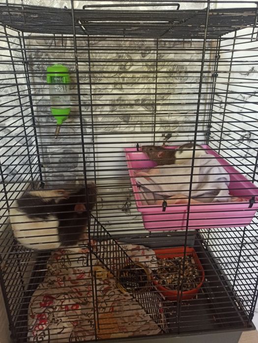 Продам двух крыс с клеткой