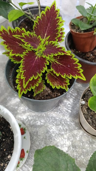 Цветы комнатные разных видов