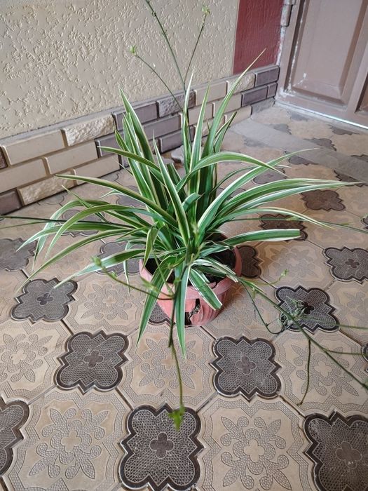 Комнатные растения, цветы, Honaki gullar, гуллар, сотилади