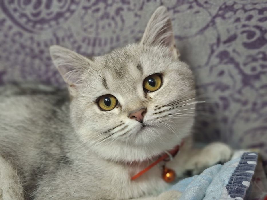 Shinshila britanskiy qiz bola