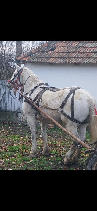 Se vinde iapa de 7-8ani