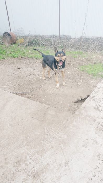 Полукровка собака (кобель) в добрые руки