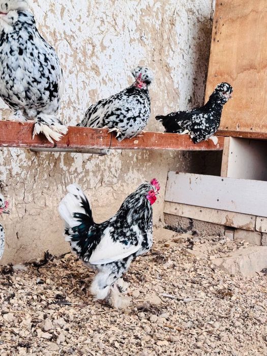 Yapon xo'rozla sotiladi!