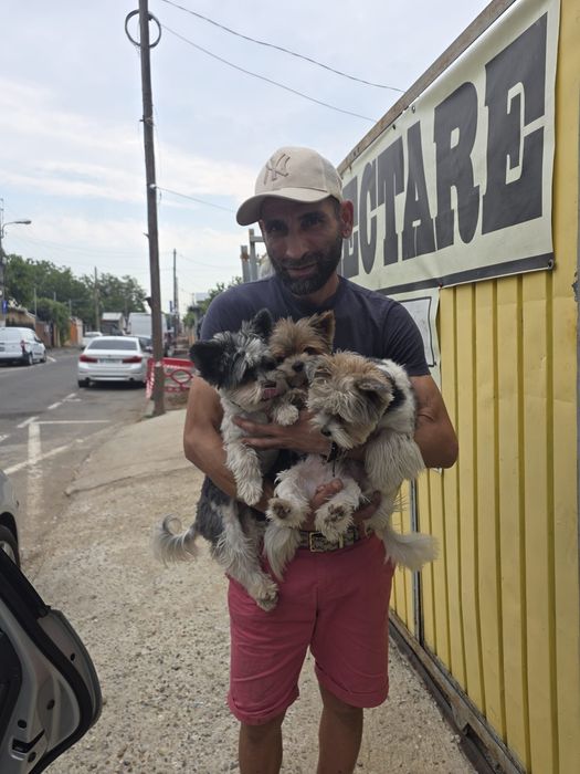 Animale companie
