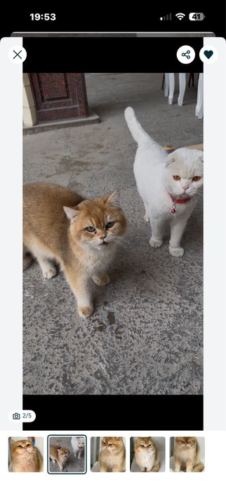 Белый скотиш фолд