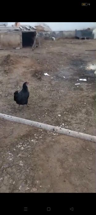 Адлер тауық қораздардің