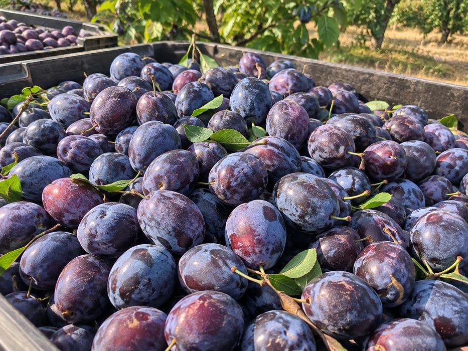Vând prune pentru țuică