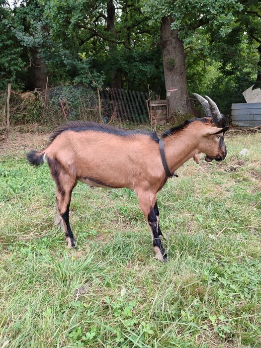 Tap tânăr, sănătoas și viguroas – ideal pentru reproducere sau turma