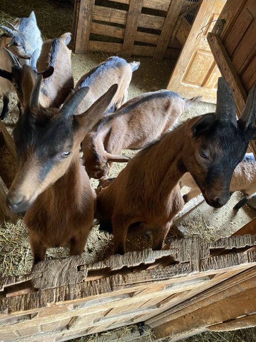 Vând  iezi si iedute , capre rasa alpină franceză