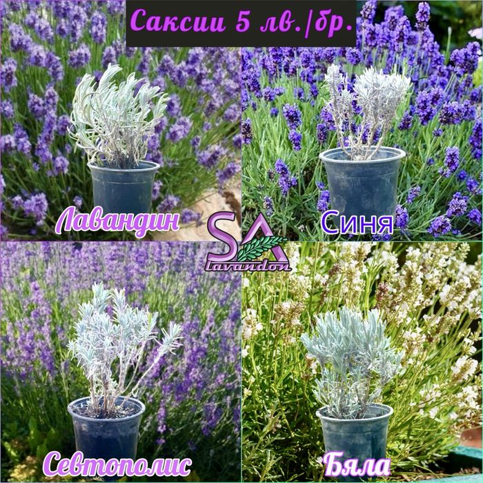 Българска Маслодайна Роза…