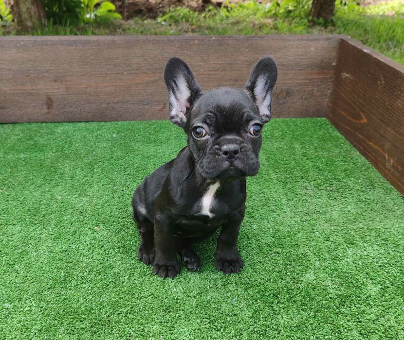 Френски  булдог ЖЕНСКО