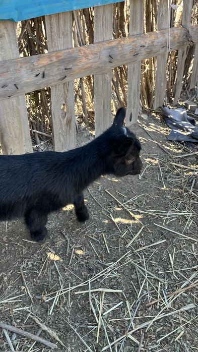 Лақты ешкі сатылады