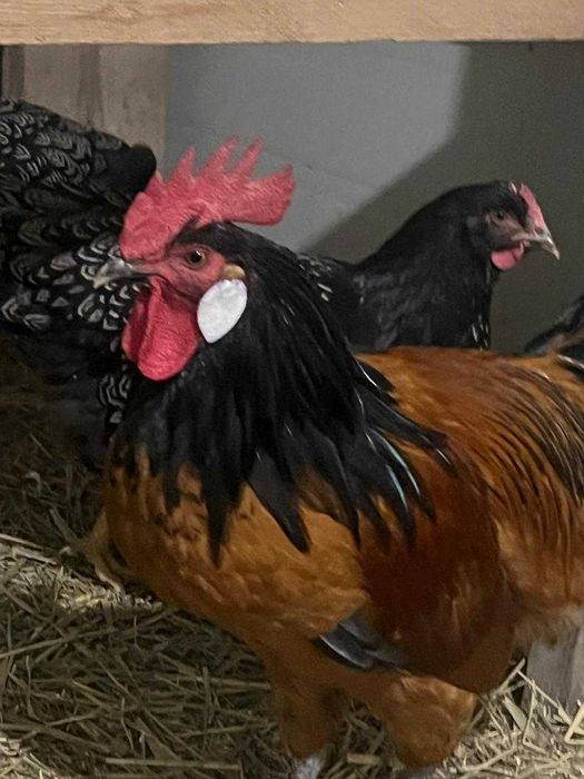 Продам петушка породы Форверк