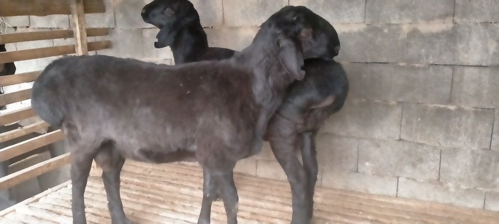 Қошқарлар бар срочно