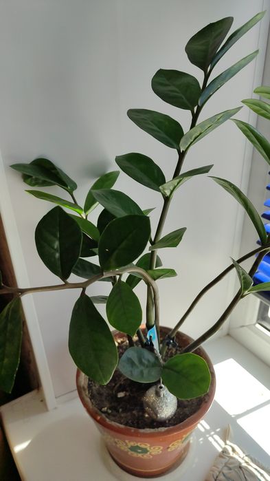 Комнатные цветы , комнатные растения