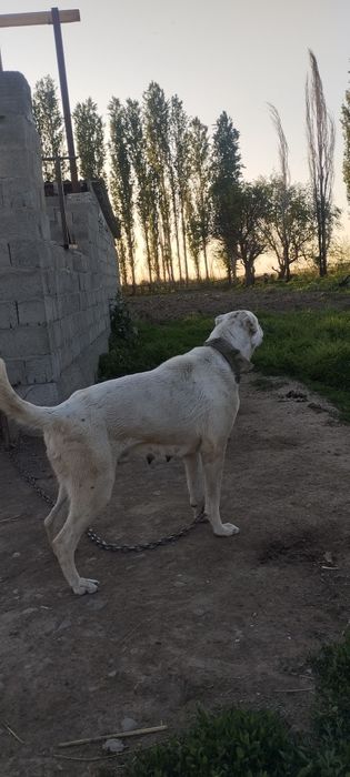 Алабай сука 2 год