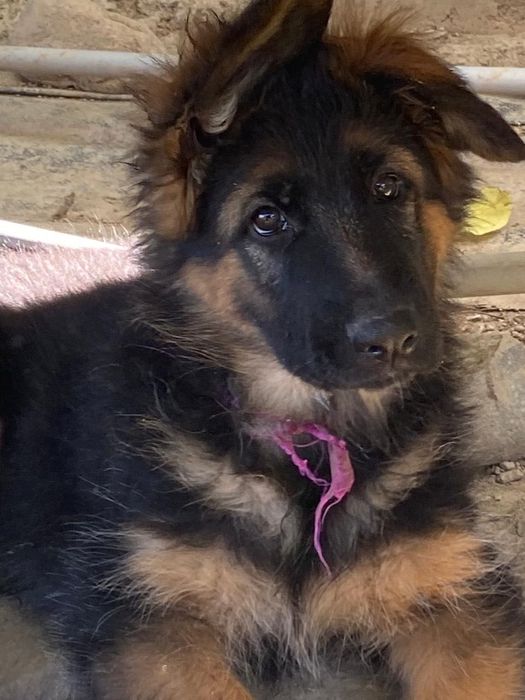 Продам щенков немецкой овчарке