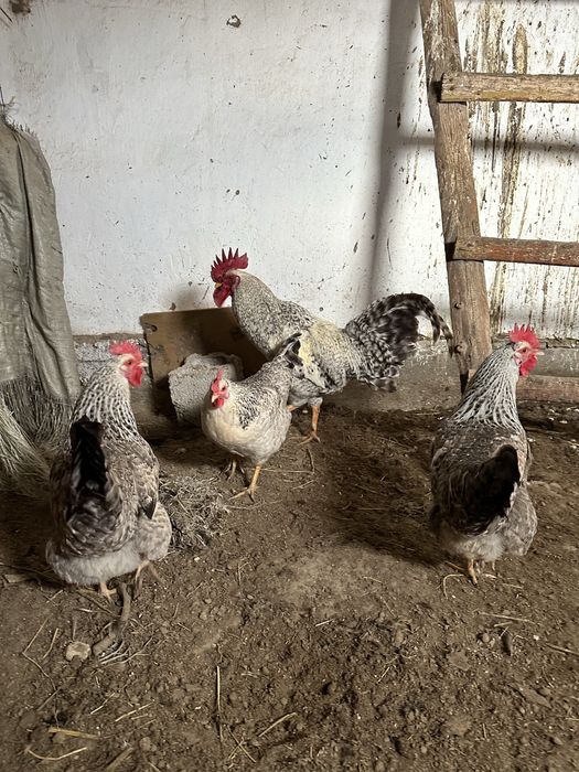 Борковсая барвиста