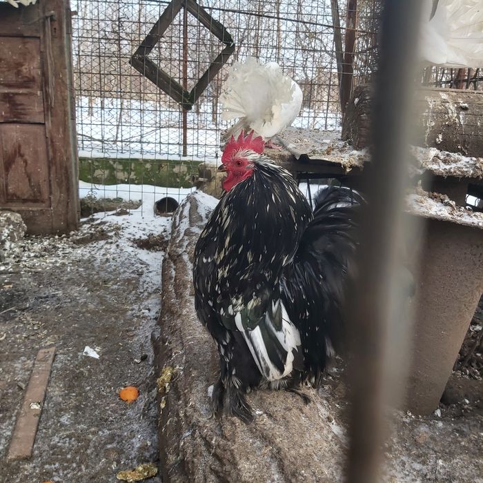 Găinușe și cocoșei pitici