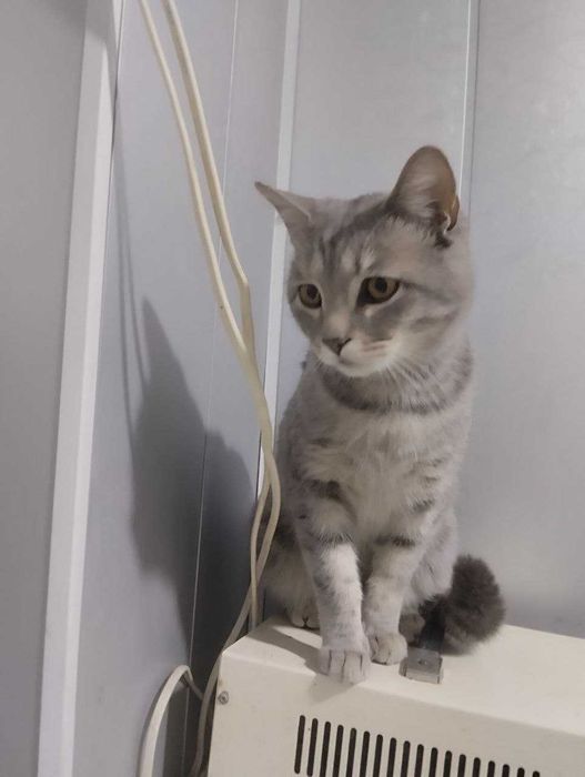 Шикарный покладистый кот в добрые руки