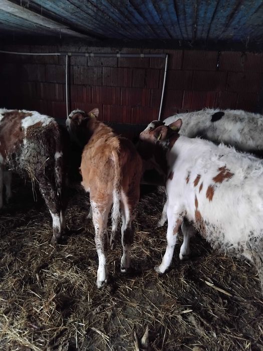 Vând șase tăurași