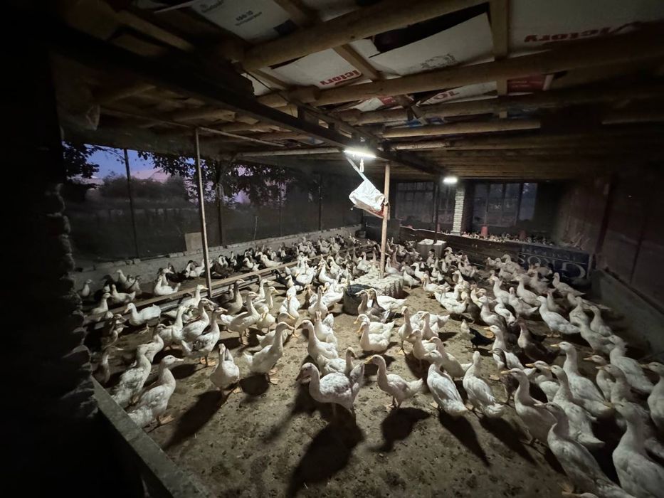 Урдак ва Гоз тухуми сотилади