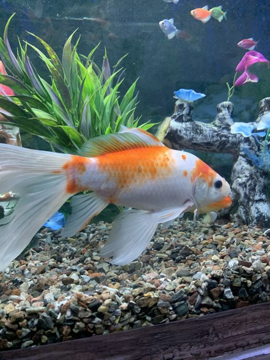 золотая Рыбка oltin Balq kotta