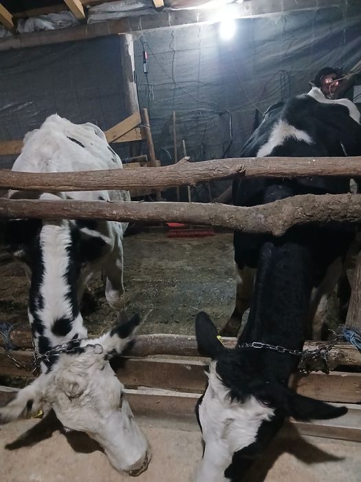 Vaci de lapte la prima fătare