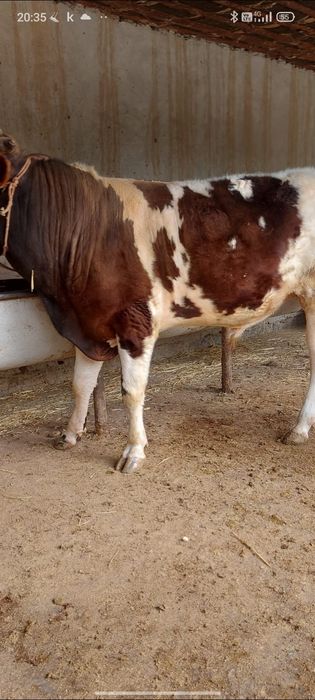 3 бас бұка сатылады