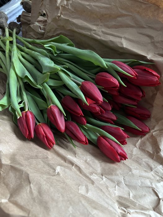 Цветы,тюльпаны свежый