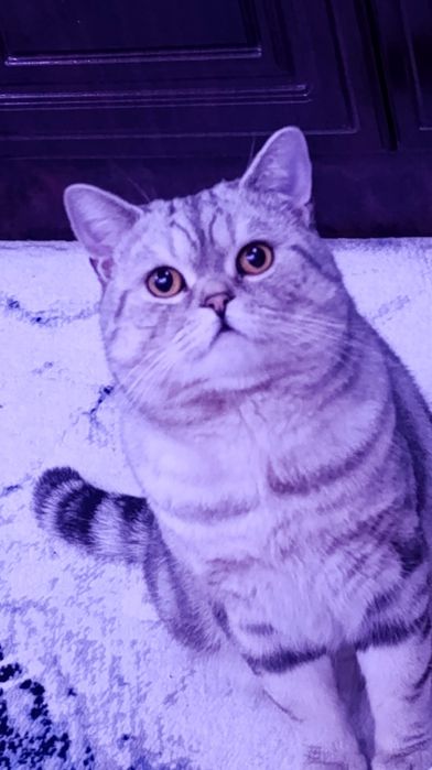 British Shorthair Chinchilla juda Chiroyli mushuk Sotuvda