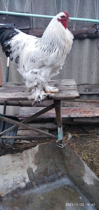 Продам петухов брама