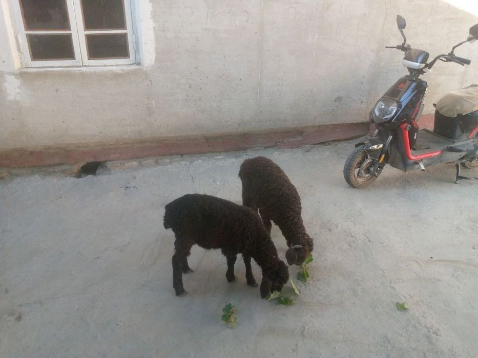Yak nar yak moda durraga barra