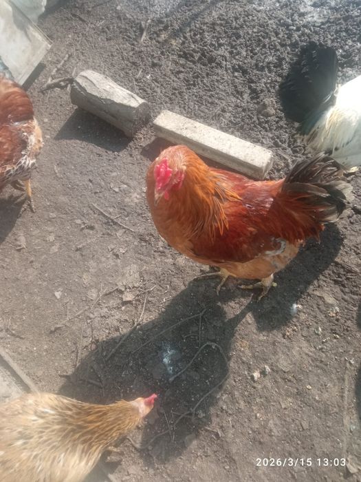 Продам молодых петухов