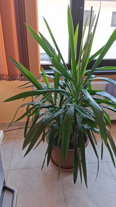 Vand plante ornamentale