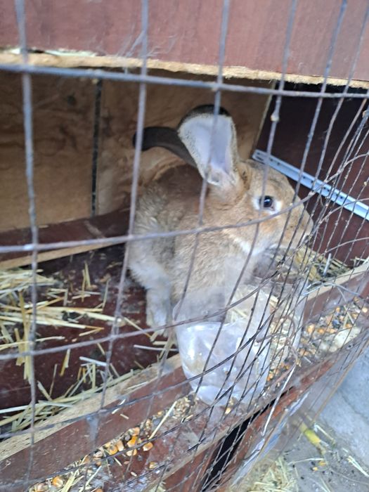 Кролики,кояндар Шымкент