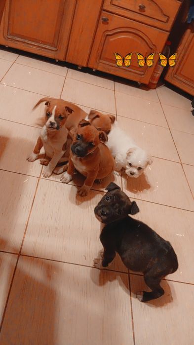 Pui Amstaff originali