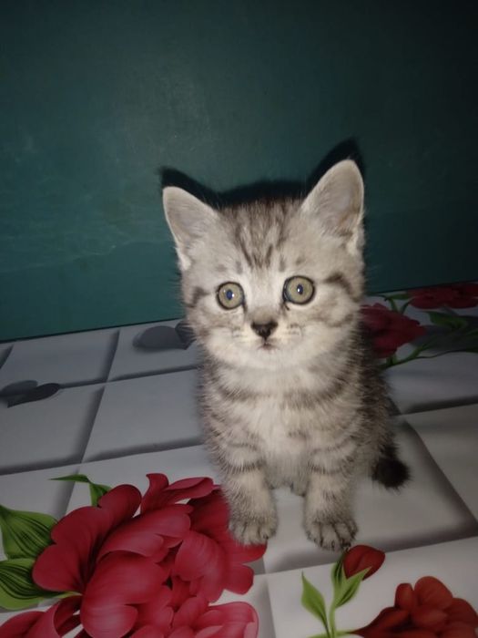 Британские котята.г. Шымкент