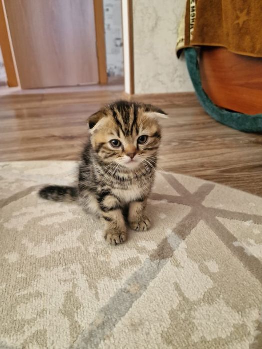 продается кошечка