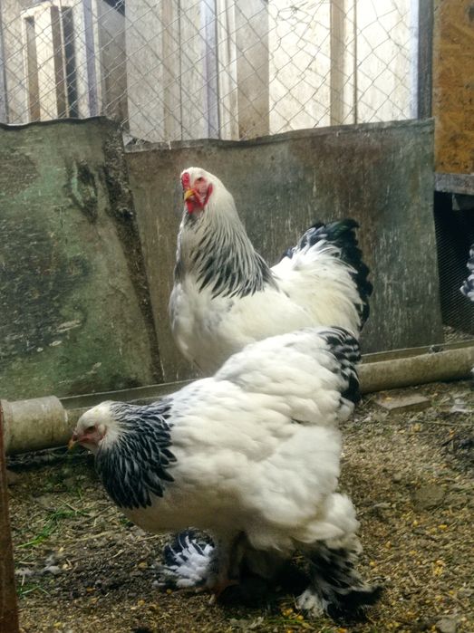 Инкубационные яйца светлой брамы