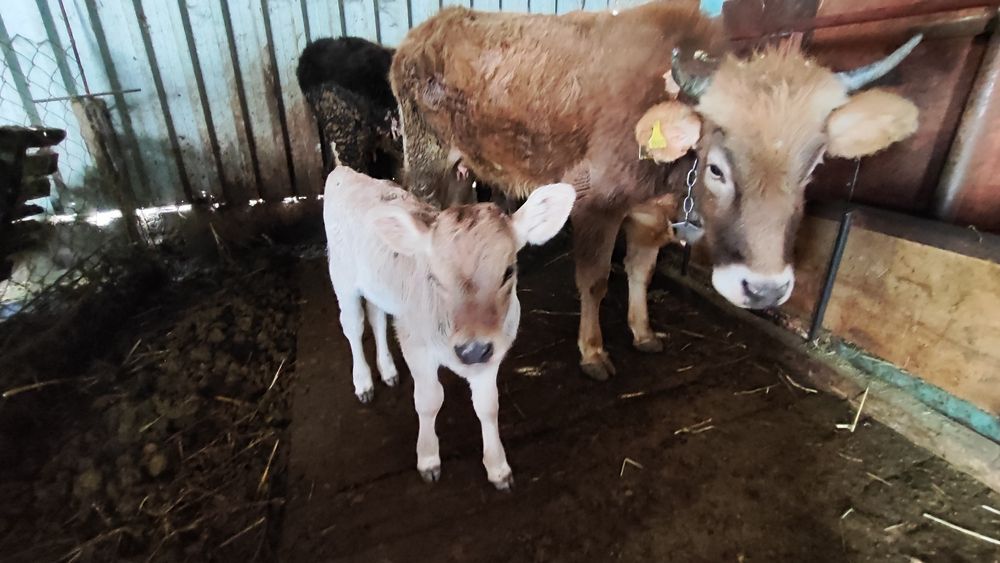 Сиыр бұзаумен сатылады